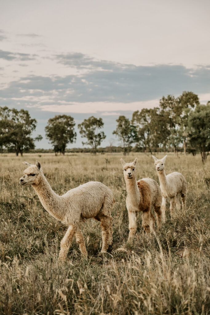 Three alpacas in a paddock walking in a line